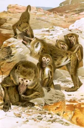Paviane
