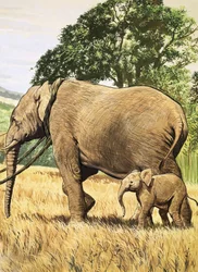 Baby-Elefant und Mutter