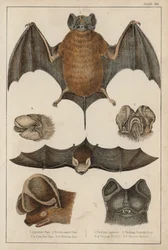 Fledermäuse