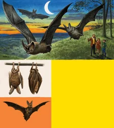 Fledermäuse