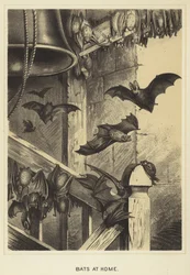 Fledermäuse zu Hause