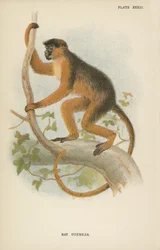 Bay-Guereza