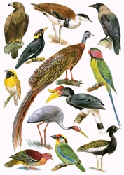 Vögel