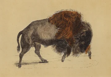 Bison