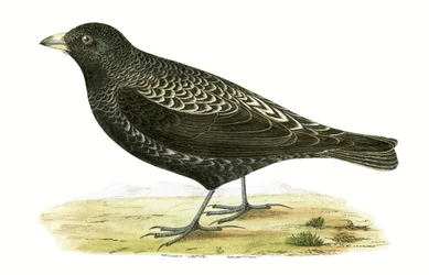 Schwarzlerche, Illustration aus 