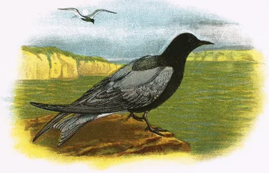 Schwarze Seeschwalbe