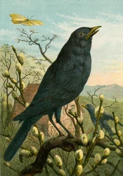 Amsel