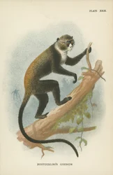Boutourlinis Meerkatze