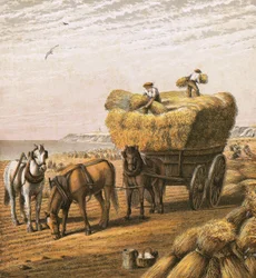 Die Ernte einbringen