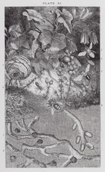 Britische Insekten: Ameisen, Wespen und Einsame Bienen