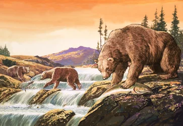 Braunbären aus Alaska, Illustration aus 