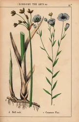 Rohrkolben und Gemeiner Lein mit blauen Blumen, aus "The Instructive Picturebook, or Lessons from the Vegetable World," [Charlotte Mary Yonge], Edinburgh
