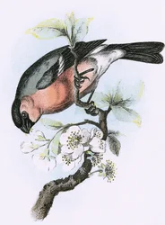 Gimpel