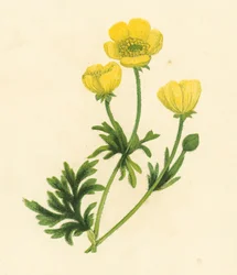 Hahnenfuß, Ranunculus Bulbosus