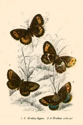 Schmetterlinge