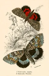 Schmetterlinge