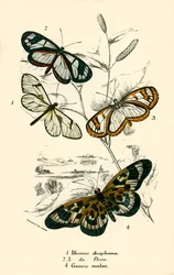 Schmetterlinge