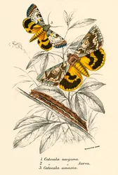 Schmetterlinge