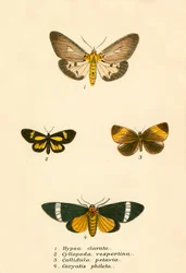 Schmetterlinge