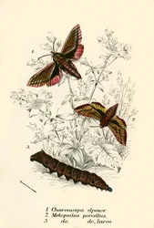 Schmetterlinge