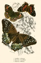 Schmetterlinge