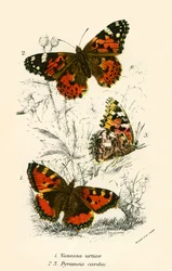 Schmetterlinge