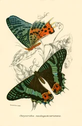 Schmetterlinge