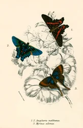 Schmetterlinge