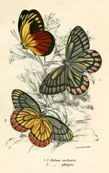 Schmetterlinge