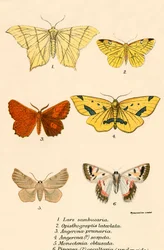 Schmetterlinge
