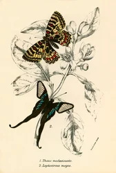 Schmetterlinge