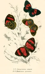 Schmetterlinge