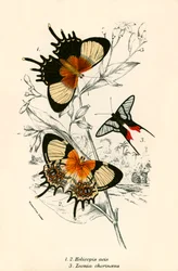 Schmetterlinge