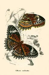 Schmetterlinge