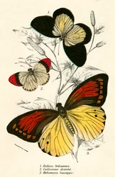 Schmetterlinge