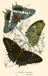 Schmetterlinge