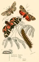 Schmetterlinge