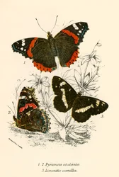 Schmetterlinge