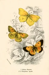 Schmetterlinge