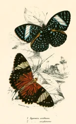 Schmetterlinge