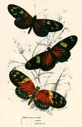 Schmetterlinge