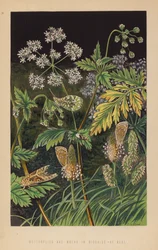 Schmetterlinge und Motten in Verkleidung, in Ruhe
