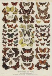 Schmetterlinge und Motten von Amerika und Europa