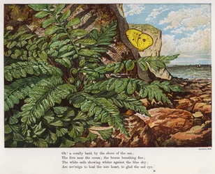 Schmetterling und Farn am Fuße einer Klippe am Meer