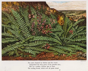 Schmetterling und Farne