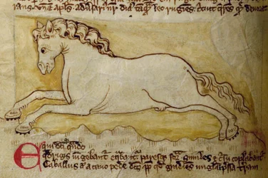 Pferd, aus Bestiarium