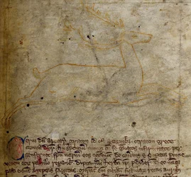 Hirsch, aus Bestiarium