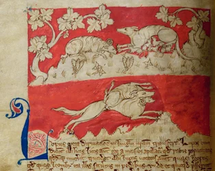 CCA-LitMs/D/10 fol. 4v Wolf, aus Bestiarium