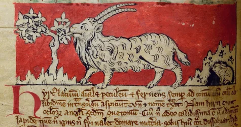 Ziege, aus Bestiarium