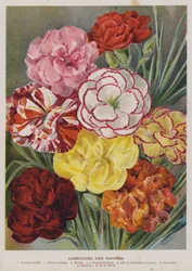Nelken und Picotees